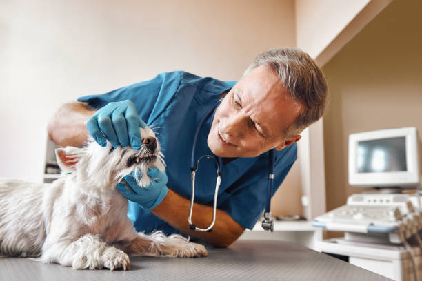 Best Emergency X-Rays and Diagnostics in Mango, FL